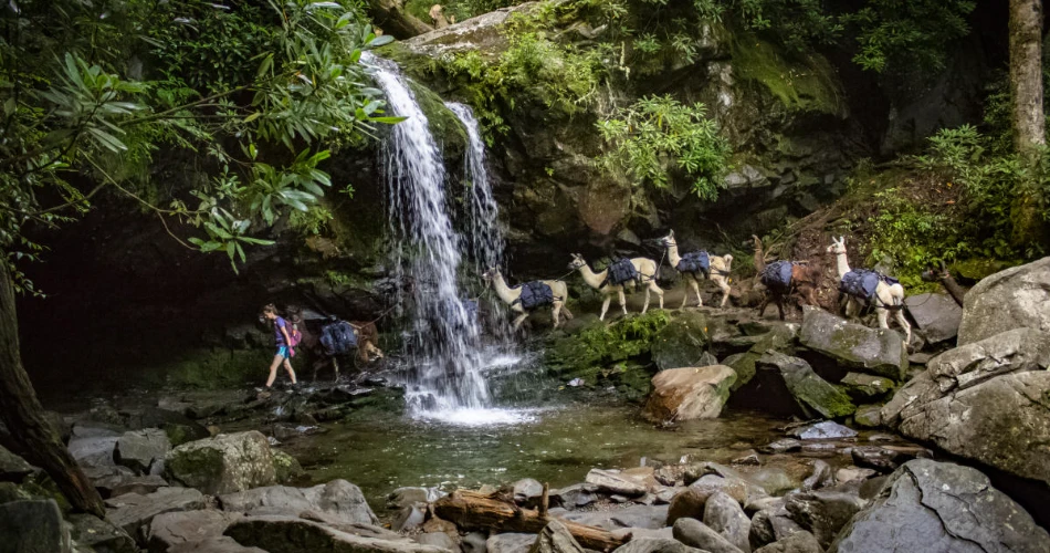 Best Smoky Mountain Trails for Beginners in Gatlinburg
