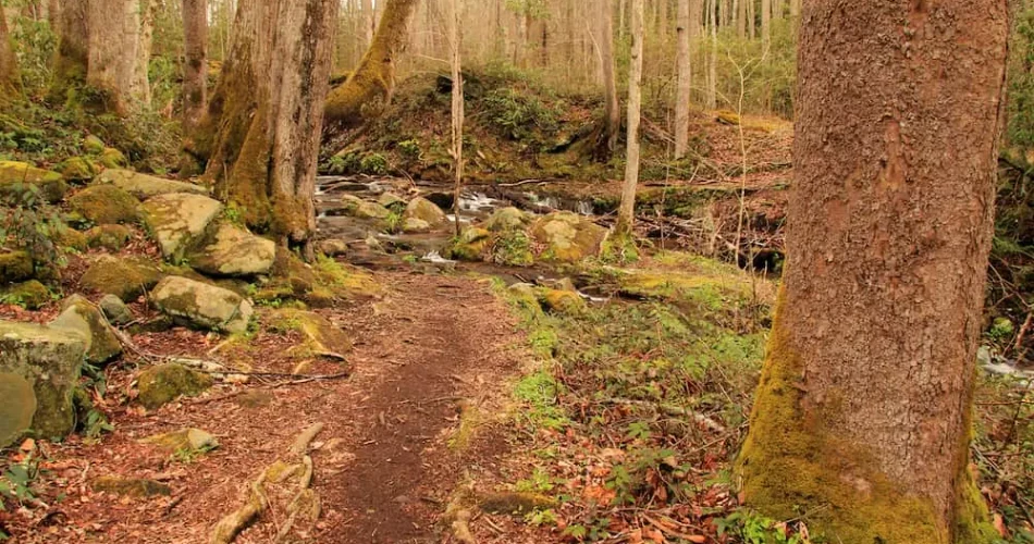 Best Smoky Mountain Trails for Beginners in Gatlinburg
