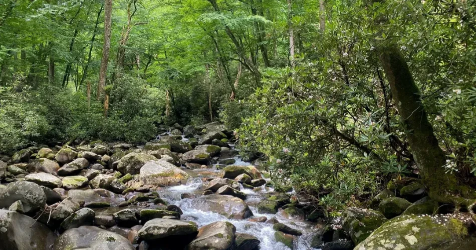 Best Smoky Mountain Trails for Beginners in Gatlinburg