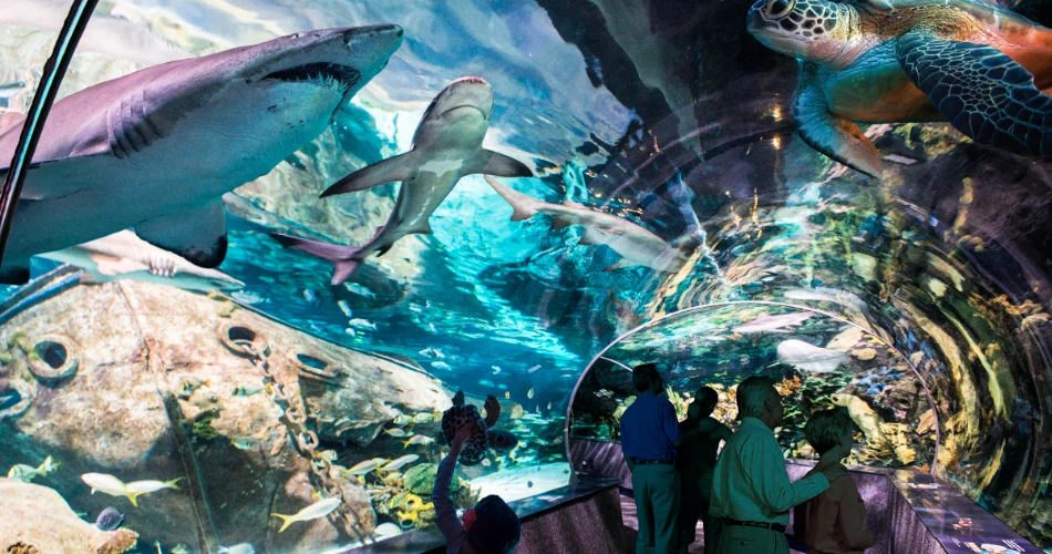 Rainy Day Kids Activities in Gatlinburg