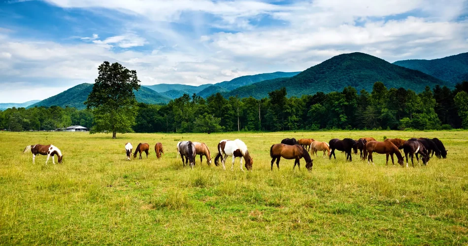 Day Trip from Gatlinburg: Exploring Cades Cove and Beyond