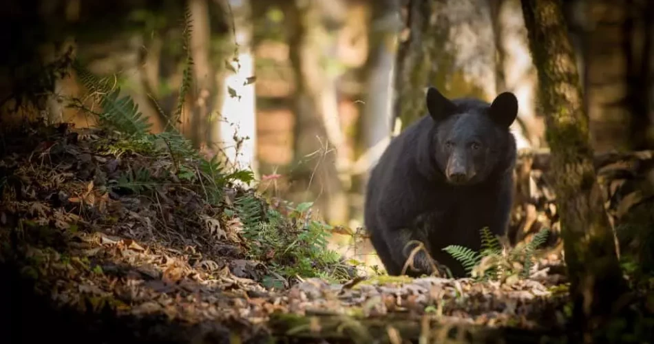 Day Trip from Gatlinburg: Exploring Cades Cove and Beyond